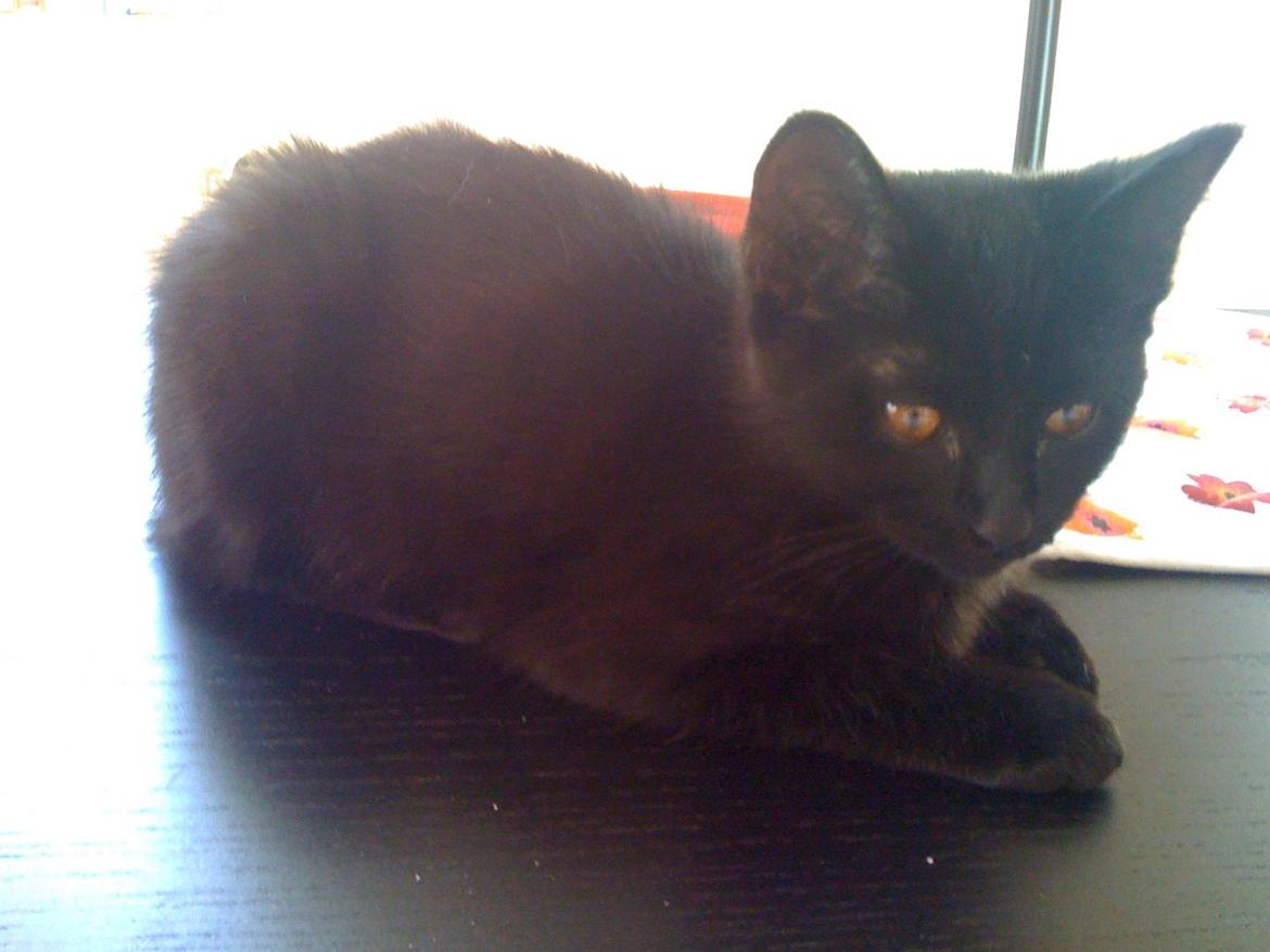 Huskat Tinkerbell billede 4