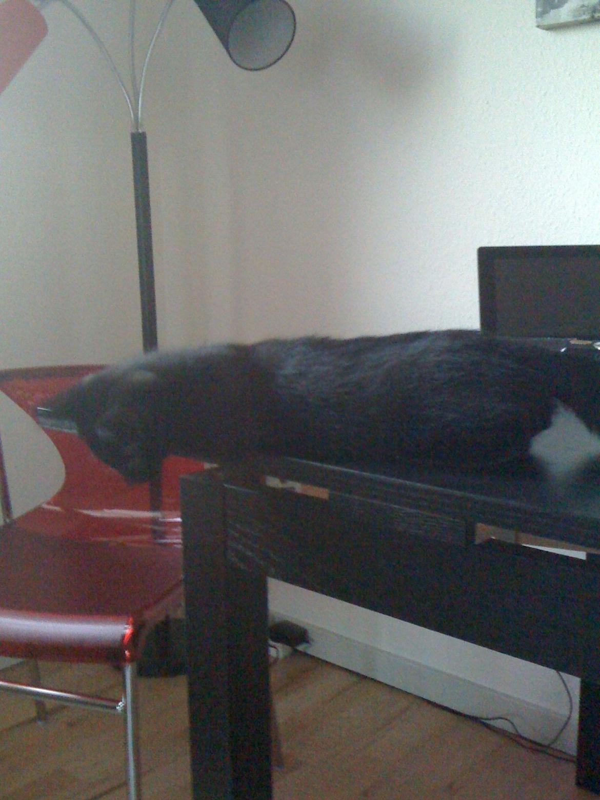 Huskat Tinkerbell billede 5