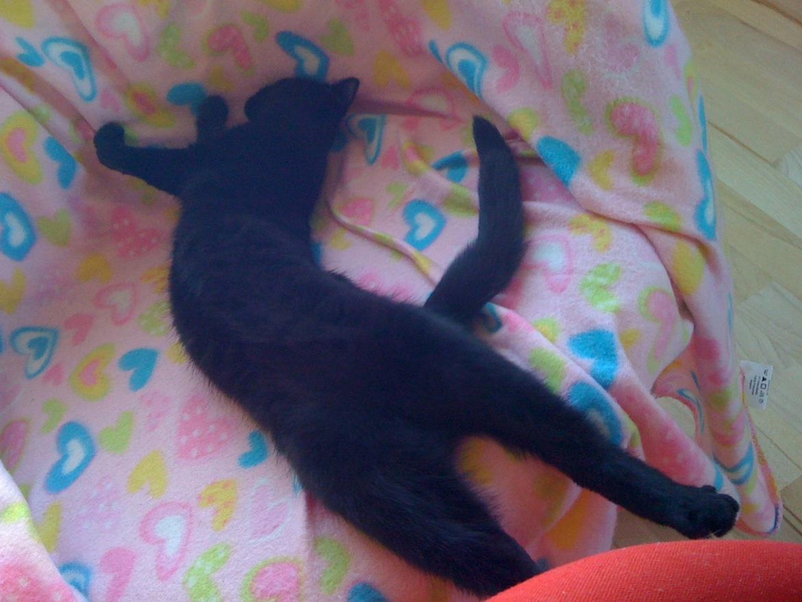 Huskat Tinkerbell billede 6