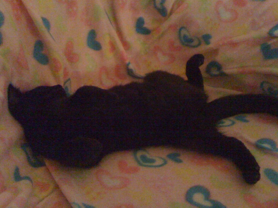 Huskat Tinkerbell billede 7