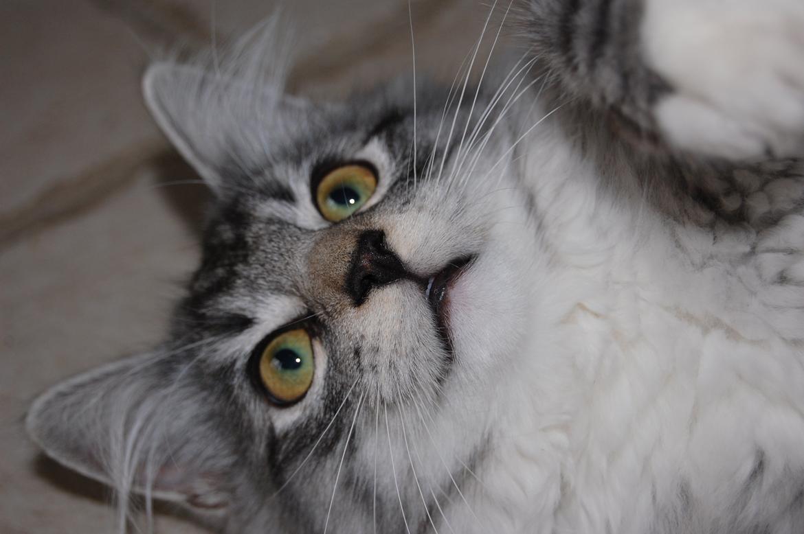 Blanding af racer Musling billede 9