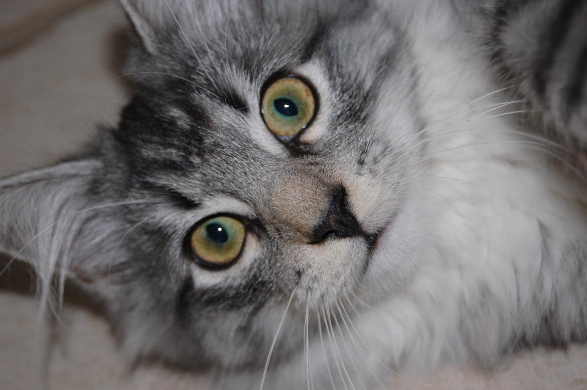 Blanding af racer Musling billede 10