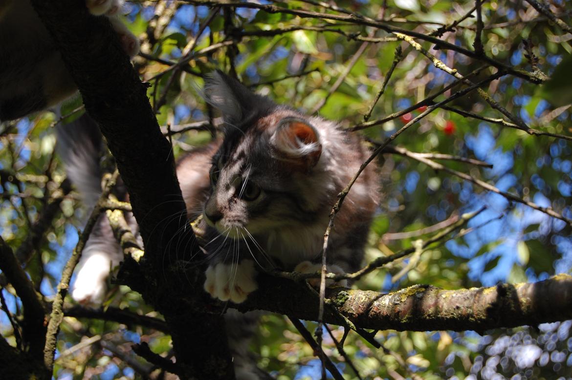 Blanding af racer Musling billede 11