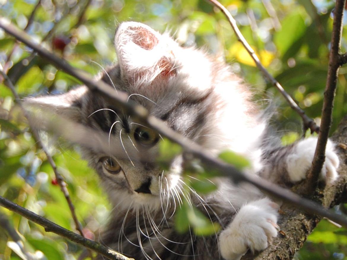 Blanding af racer Musling billede 2