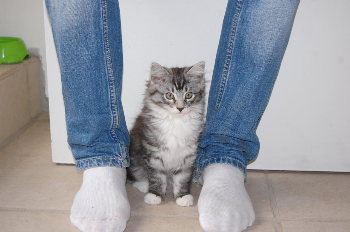 Blanding af racer Musling billede 12