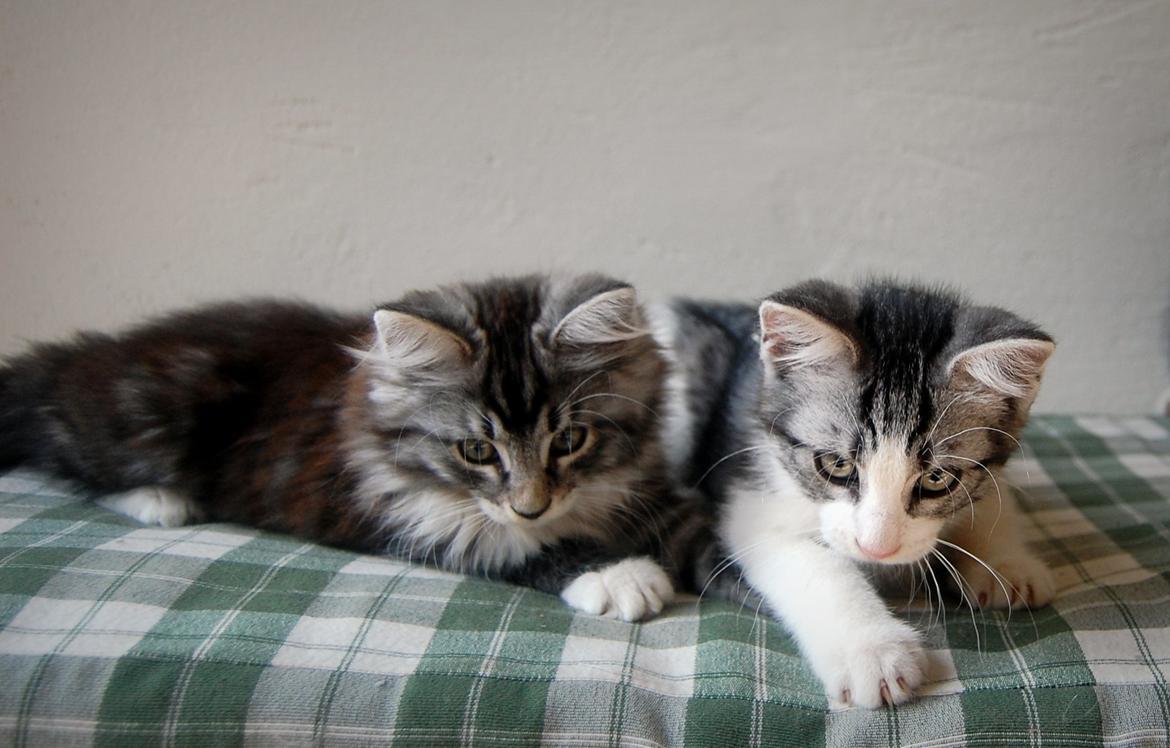 Blanding af racer Musling billede 13