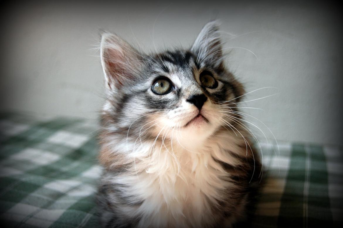 Blanding af racer Musling billede 14