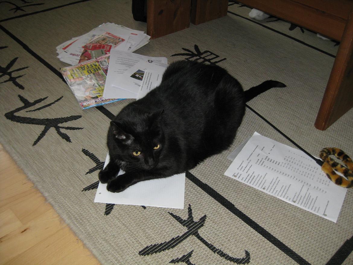 Huskat Ozzy - Jeg arrangerer papirer! billede 1