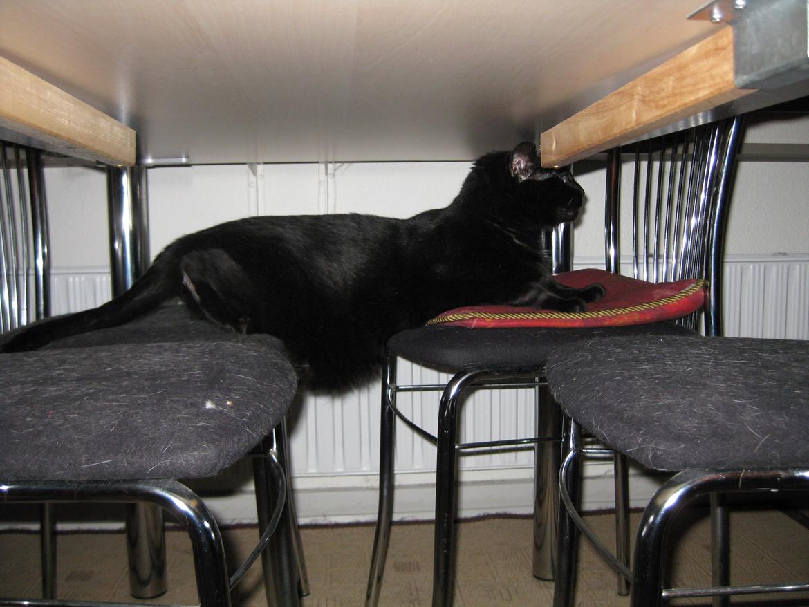 Huskat Ozzy - Ozzy "hænger ud" billede 2