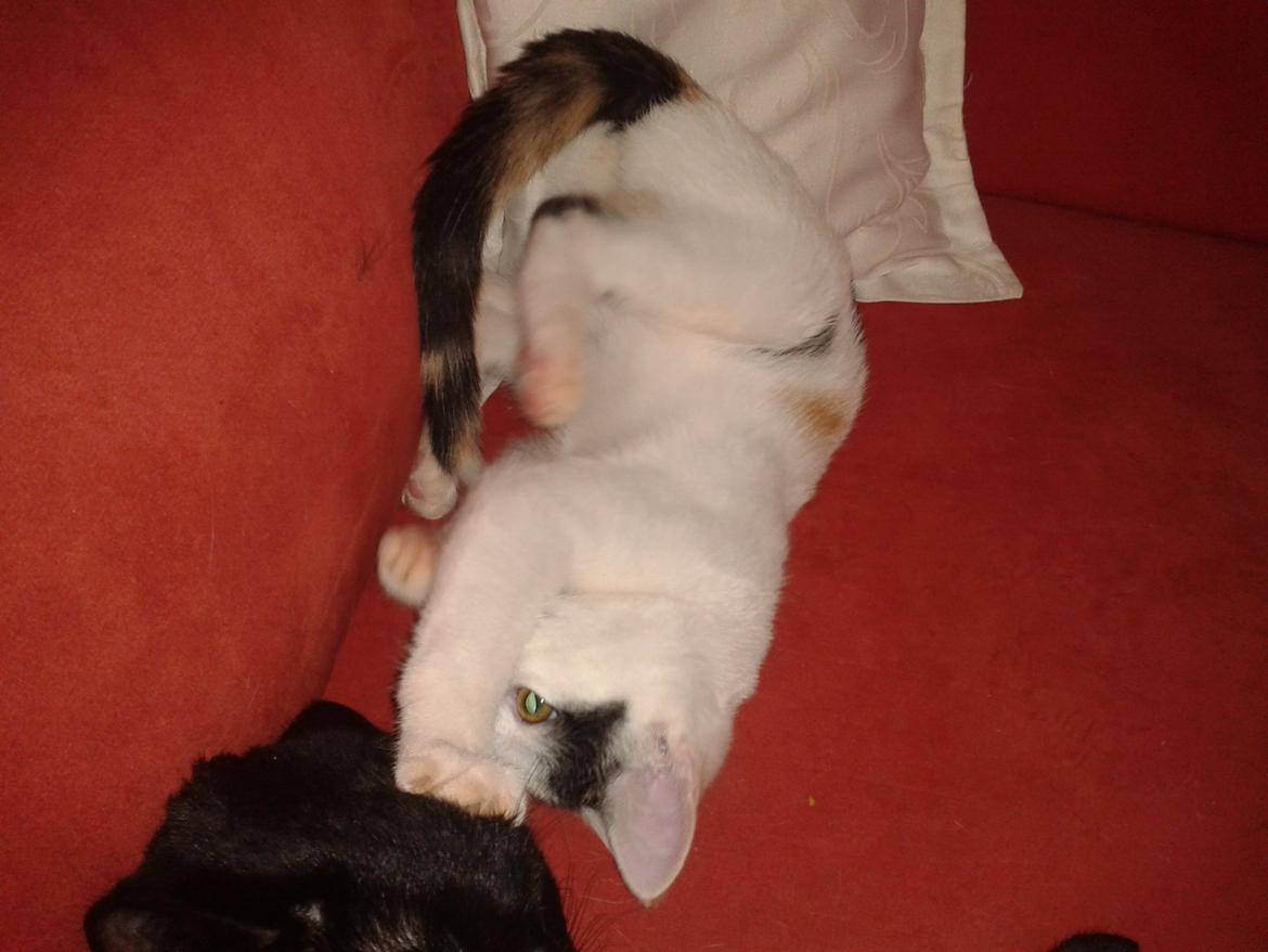 Huskat Duchess billede 1