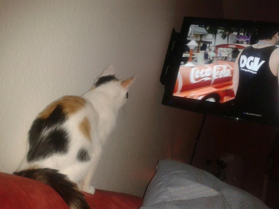 Huskat Duchess billede 5