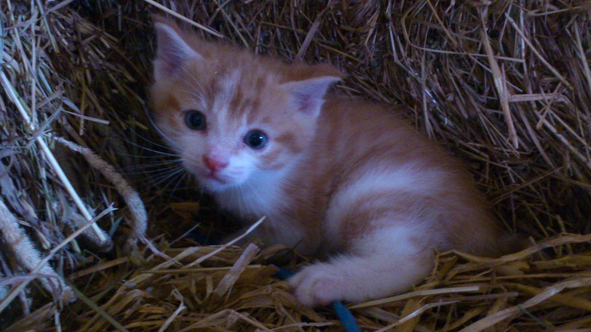 Blanding af racer Bøllemis R.I.P billede 2