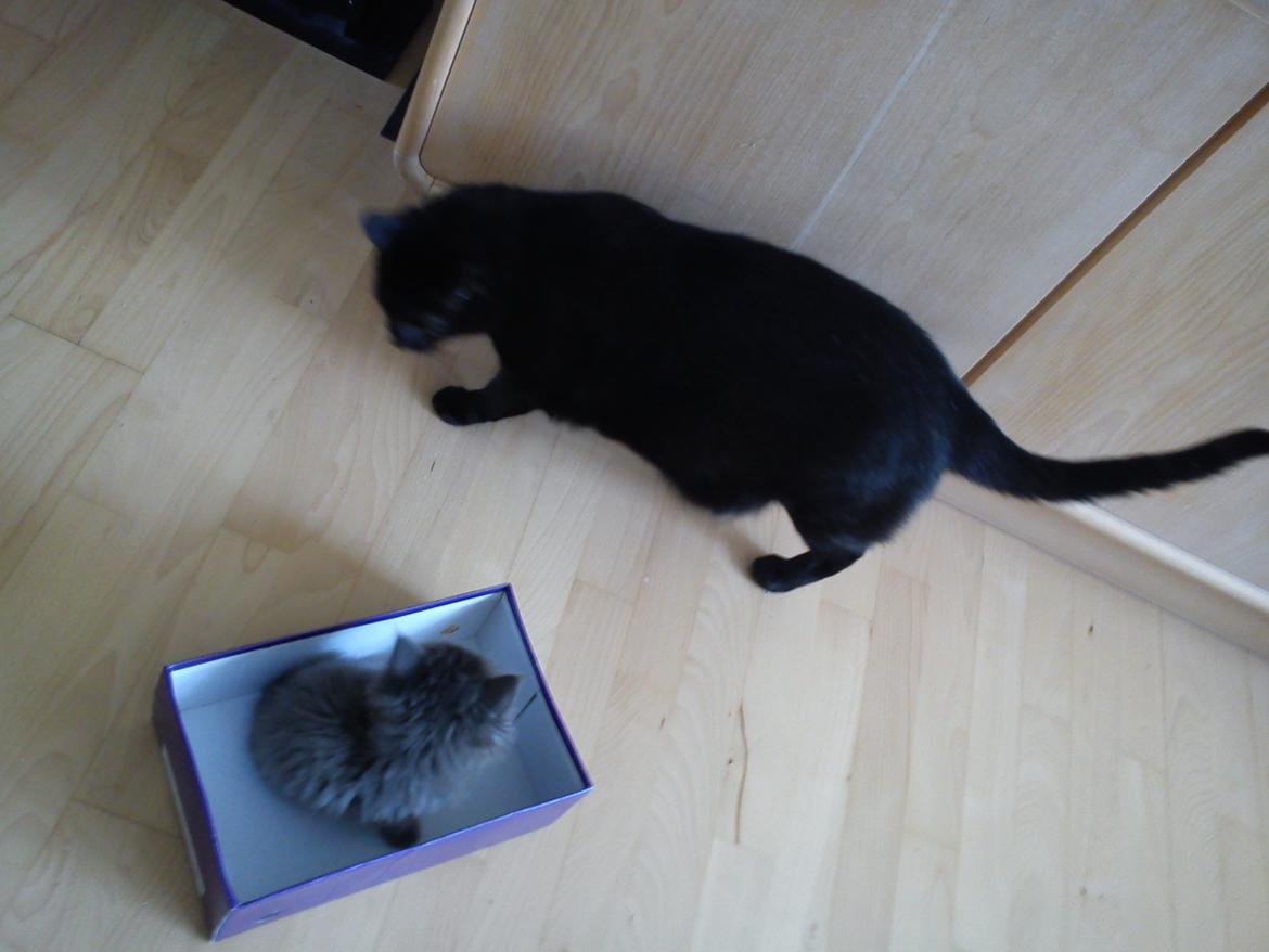 Huskat Ozzy - Hvad er nu det for en bette en? billede 5