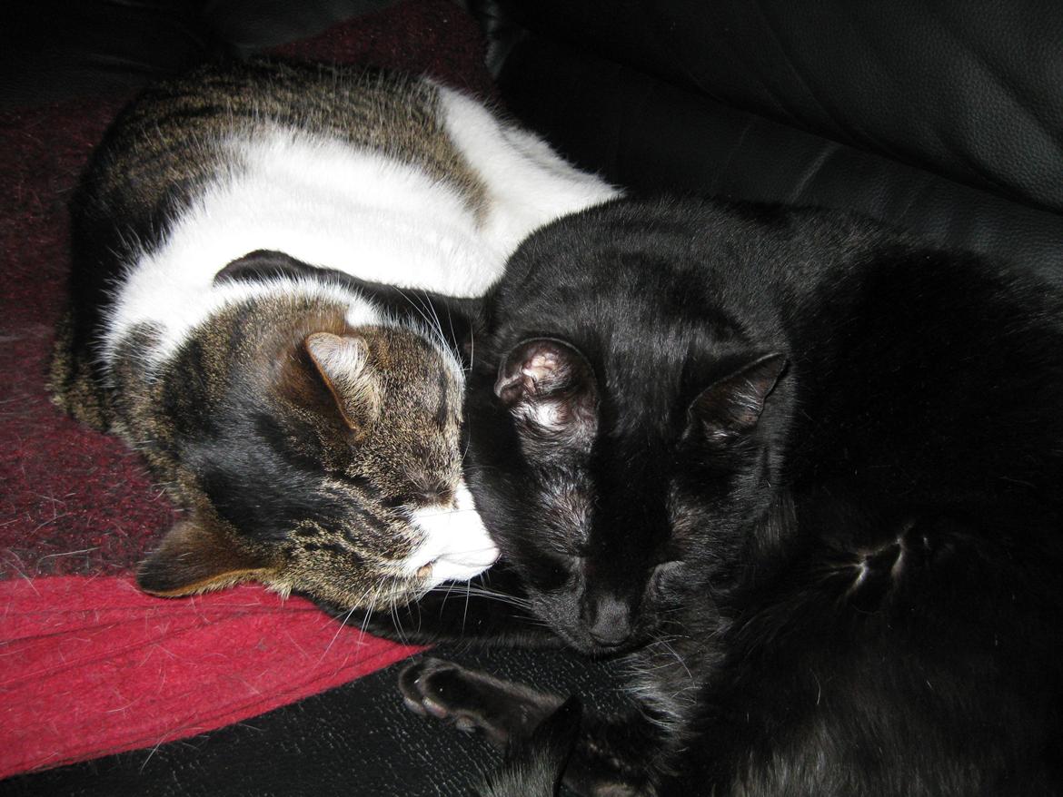 Huskat Ozzy - Bedste venner var de. billede 6