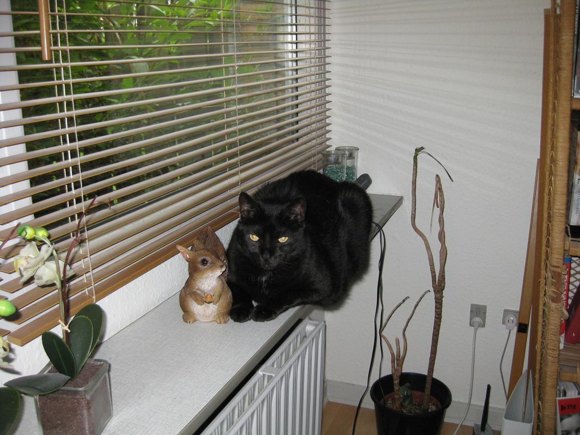 Huskat Ozzy - Egernet fylder det hele.. billede 7