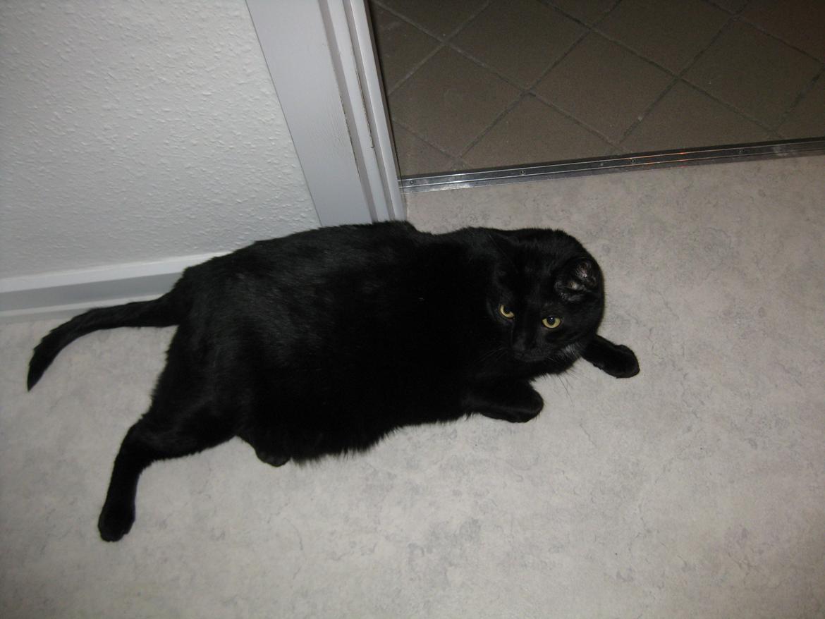 Huskat Ozzy billede 8