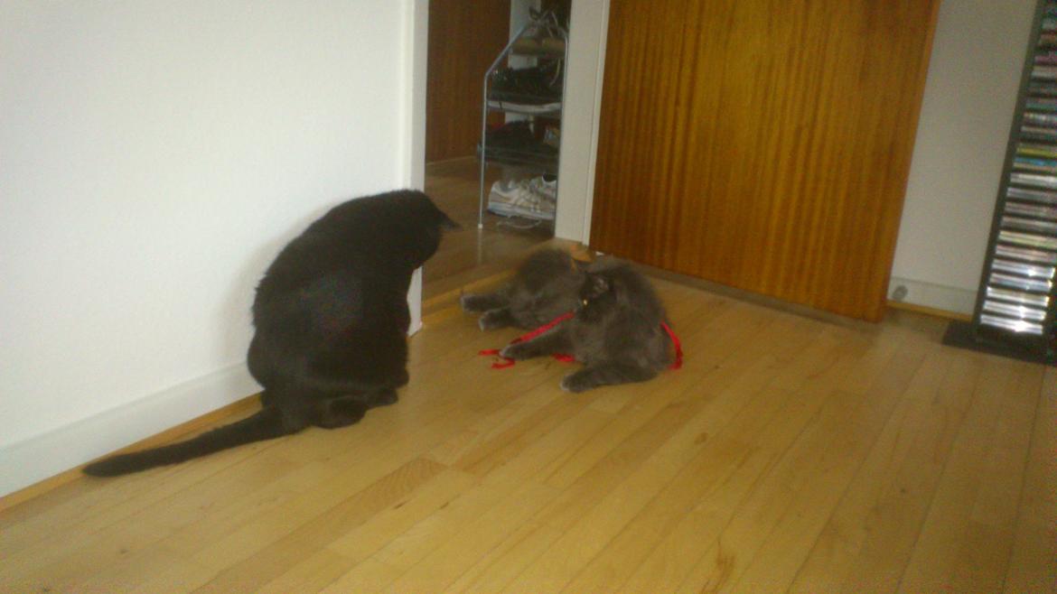 Huskat Ozzy - Hvad laver du, Bet-Bet? billede 9