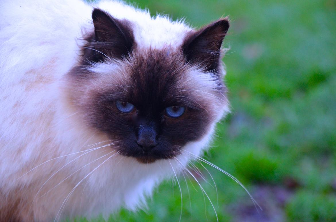 Hellig Birma Wyvern Song Hio billede 5