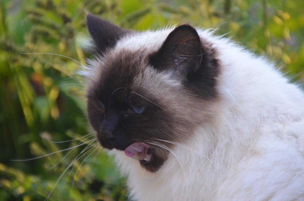 Hellig Birma Wyvern Song Hio billede 6