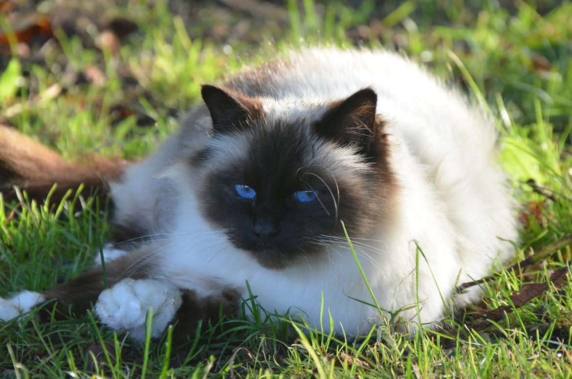 Hellig Birma Wyvern Song Hio - Wyvern med solen i ryggen billede 8