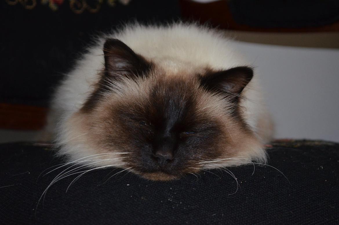 Hellig Birma Wyvern Song Hio - Zzz...zzzz billede 7