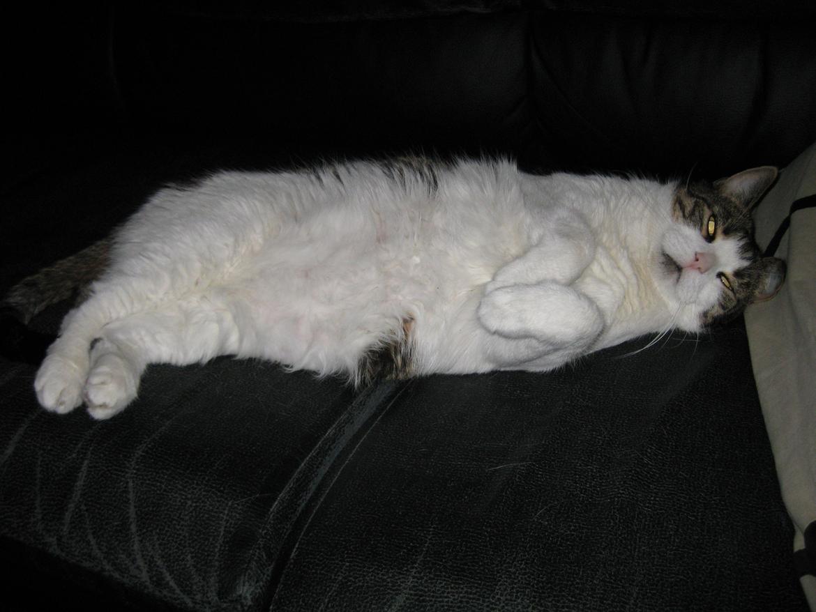 Huskat Herman - Vi kaldte ham tit for en kanin, fordi han lå sådan med poterne :) billede 2