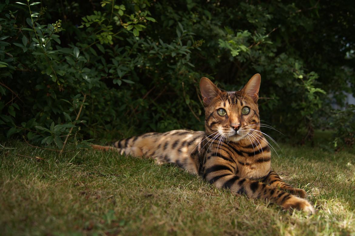 Bengal Kungsgarden I Am Rochester "Azrael" billede 7