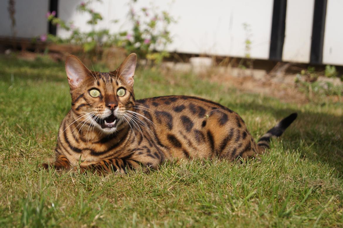 Bengal Kungsgarden I Am Rochester "Azrael" billede 5