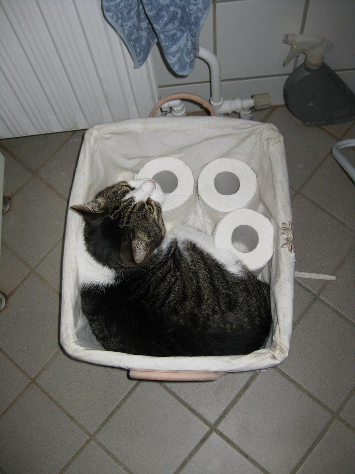 Huskat Herman - Her ligger jeg godt :) billede 4