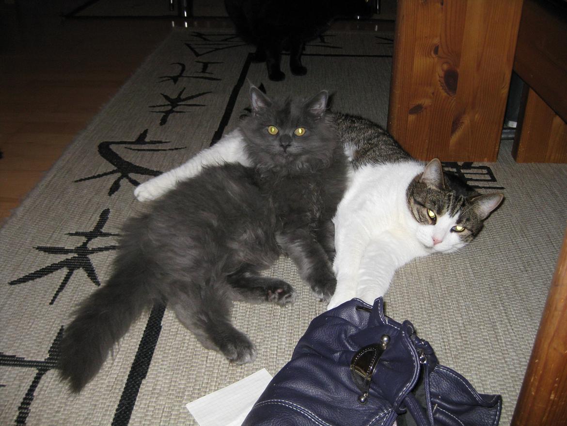 Huskat Herman - Herman og Bet-Bet billede 6