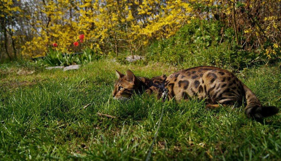 Bengal Kungsgarden I Am Rochester "Azrael" billede 10