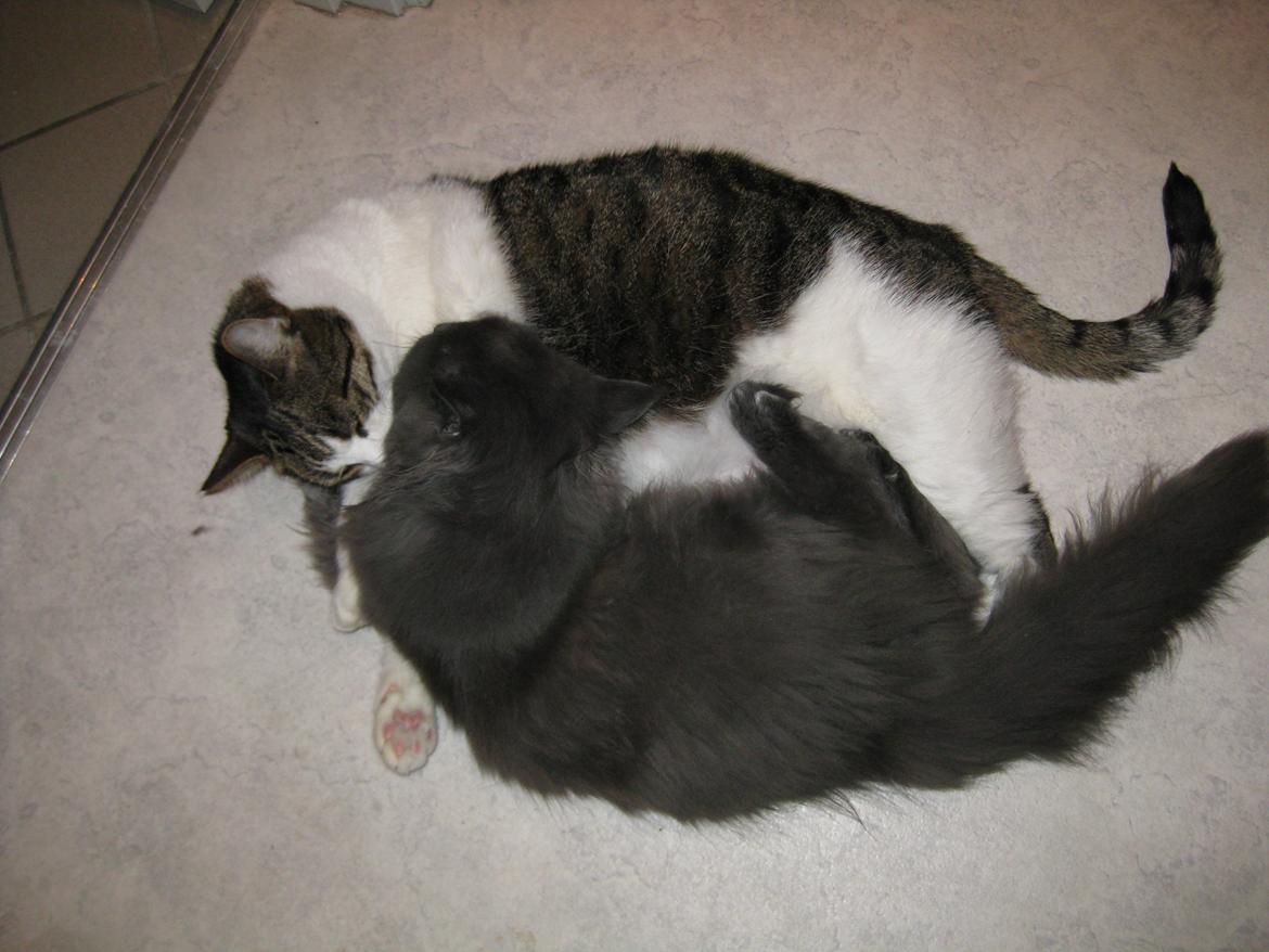 Huskat Herman - Nårh :) billede 7