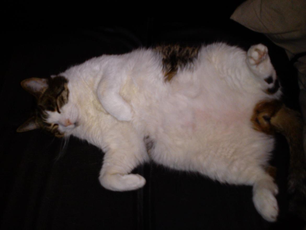 Huskat Herman billede 8