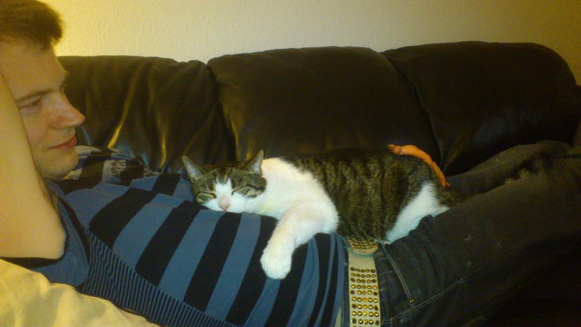 Huskat Herman - Herman putter ved far :) billede 9