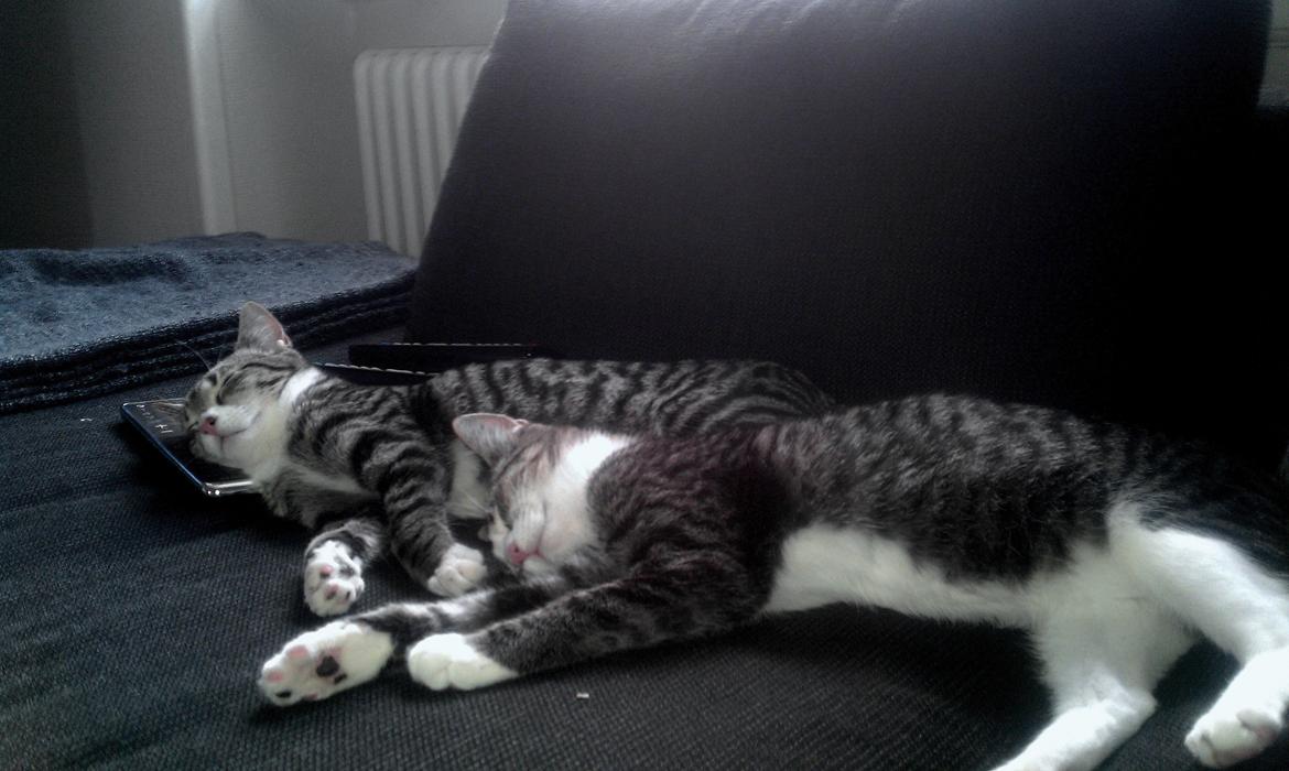 Huskat Frida billede 13
