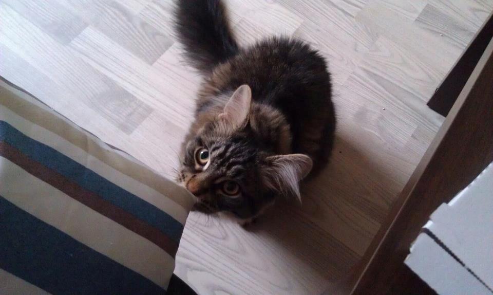 Blanding af racer Batman billede 1