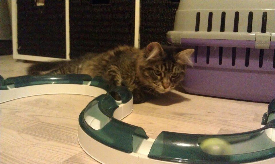 Blanding af racer Batman billede 2