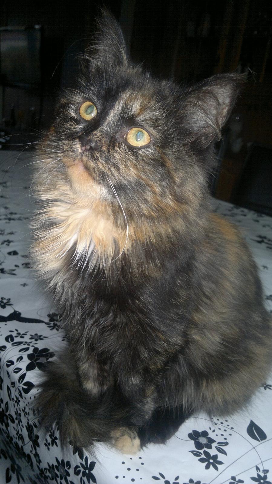 Blanding af racer Sofie (Fie) billede 19