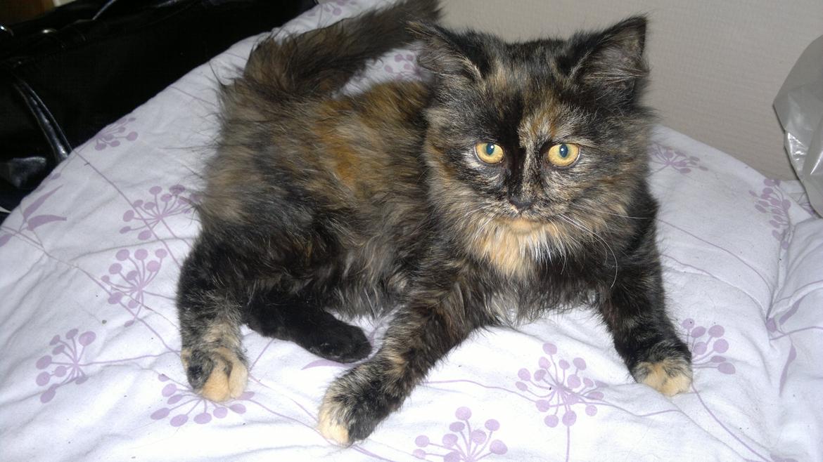 Blanding af racer Sofie (Fie) billede 20