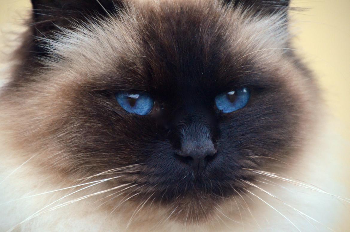 Hellig Birma Wyvern Song Hio - Måtte simpelthen lige vise de kønne, blå juveler frem! :-) billede 3