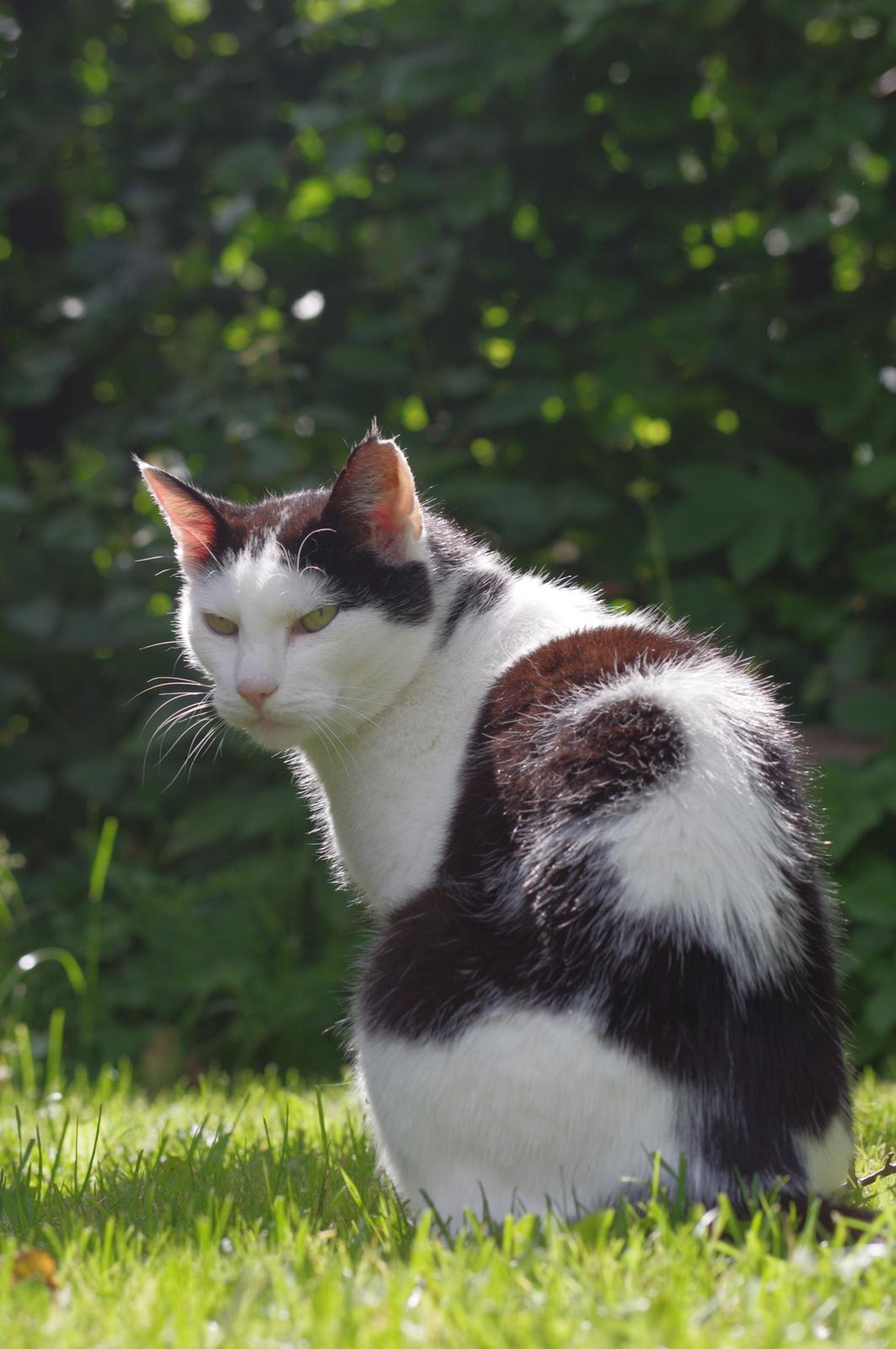 Huskat Max Sørensen billede 7