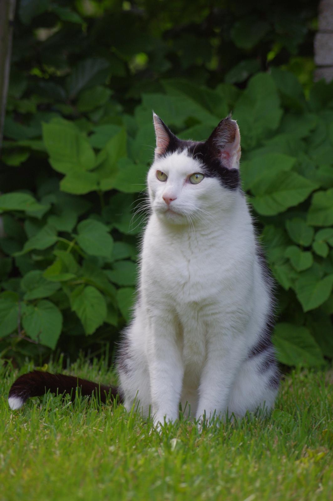 Huskat Max Sørensen billede 2