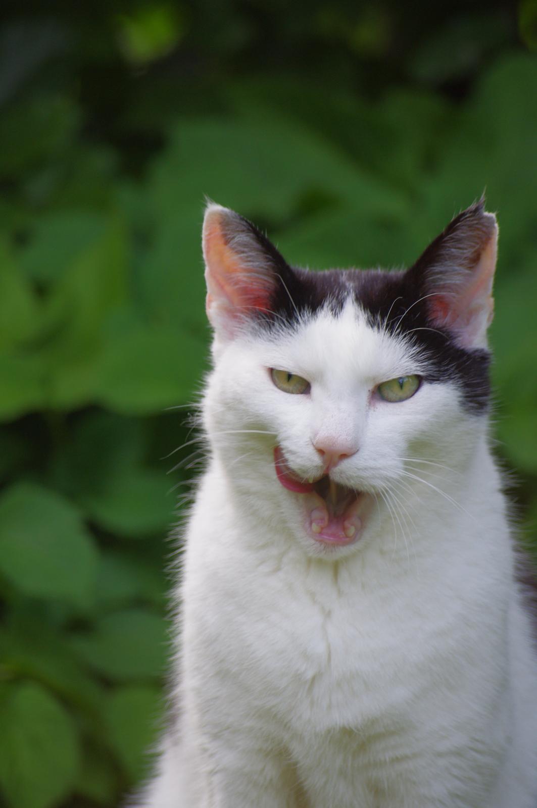 Huskat Max Sørensen billede 1