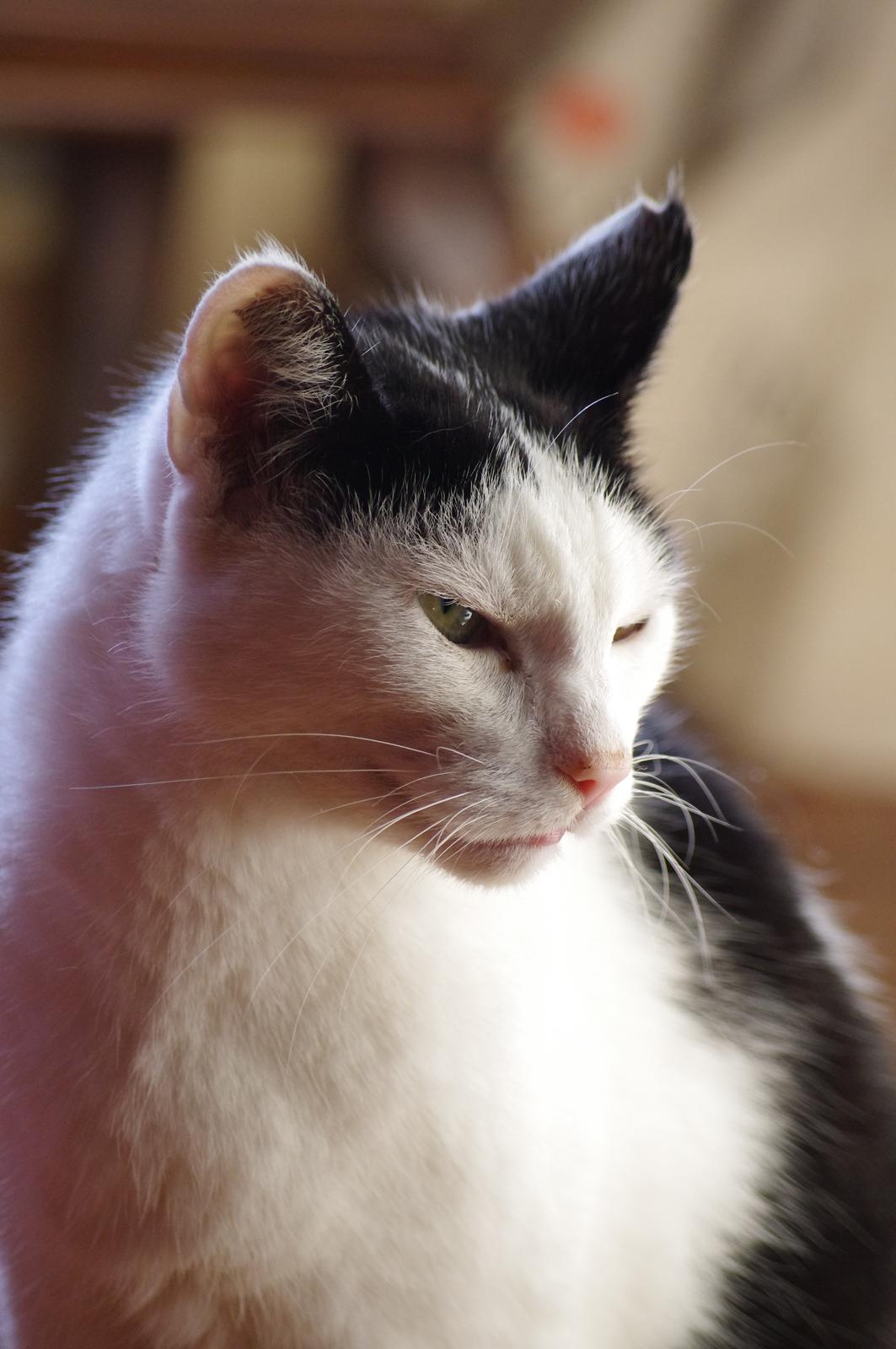 Huskat Max Sørensen billede 3