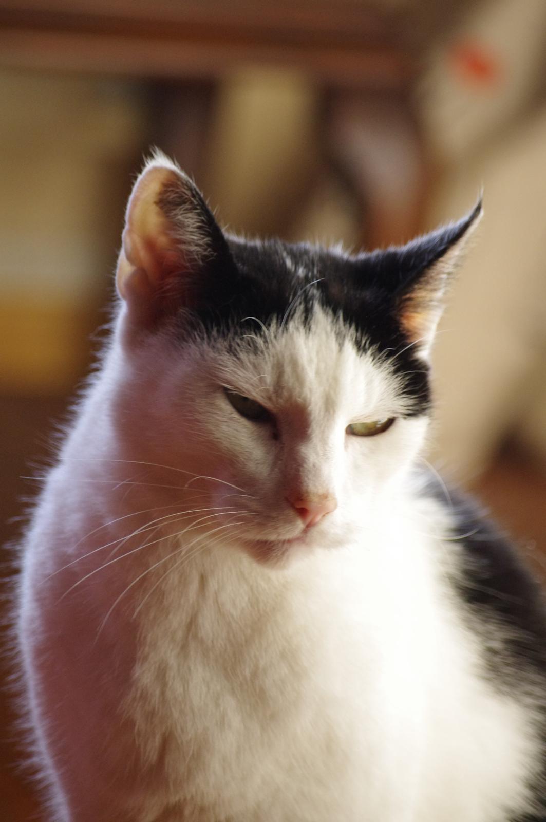 Huskat Max Sørensen billede 5