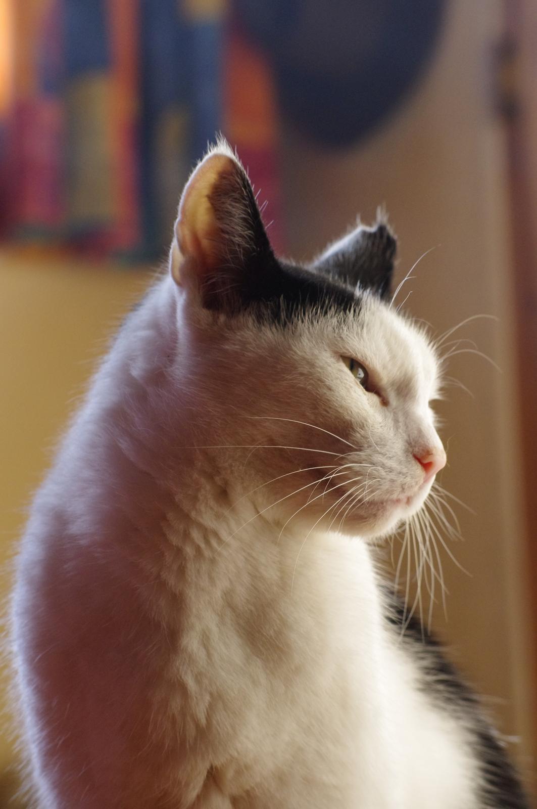 Huskat Max Sørensen billede 4