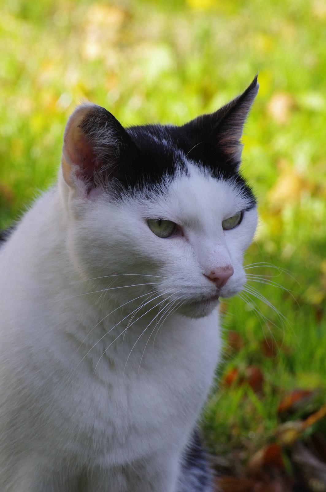 Huskat Max Sørensen billede 6