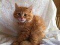 Kurilean Bobtail Pumelle´s Thomas O´Malley = Røde - Kilinge billede fra det gamle hjem :-) billede 2