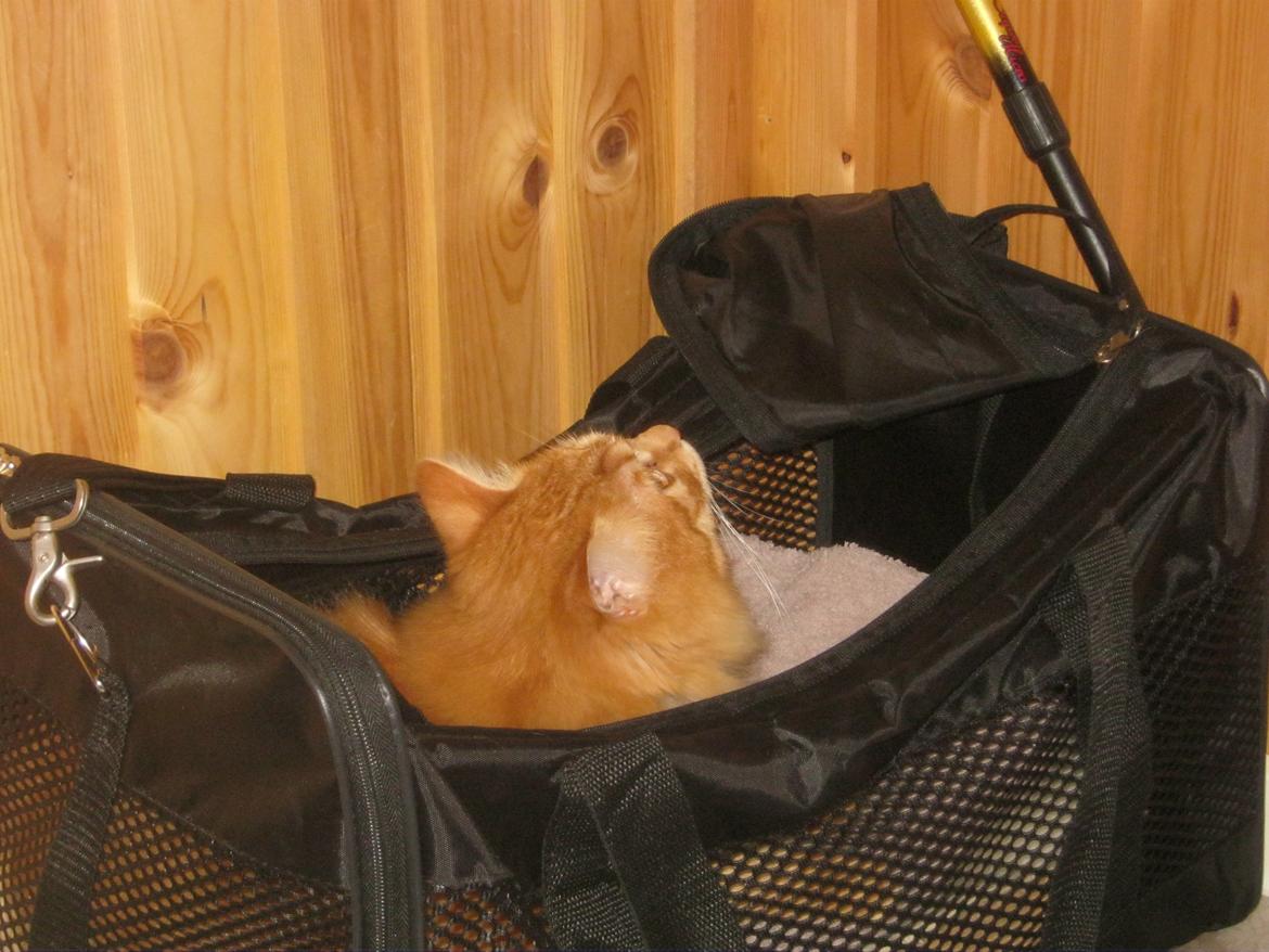 Kurilean Bobtail Pumelle´s Thomas O´Malley = Røde - skal vi ikke afsted NU billede 3