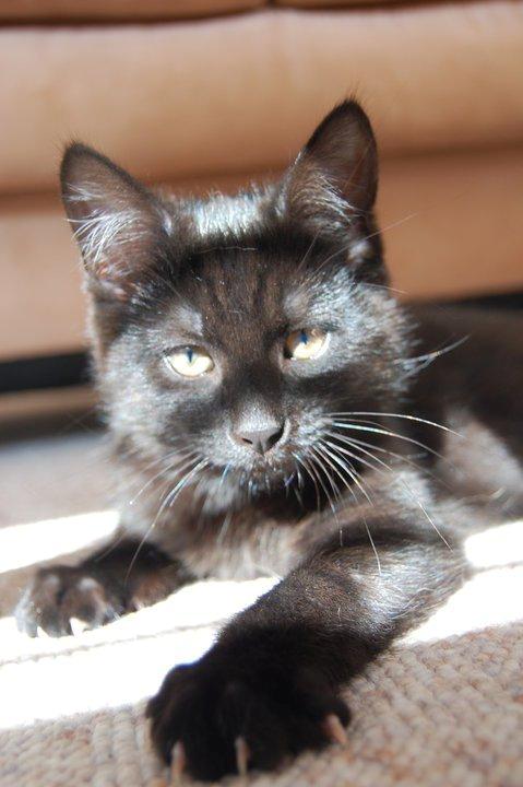 Blanding af racer Mille billede 1